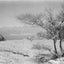 Acacia Tree & Eilat Bay