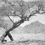 Acacia Tree & Eilat Mountains