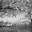 Almond Trees & Kibbutz Work