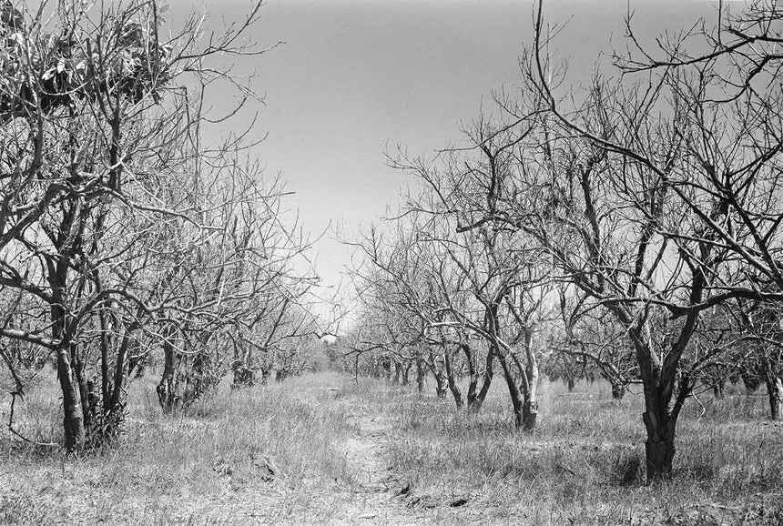 Bare Trees Field