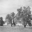 Three Trees in a Field