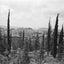 Cypresses in the mountains of Jerusalem