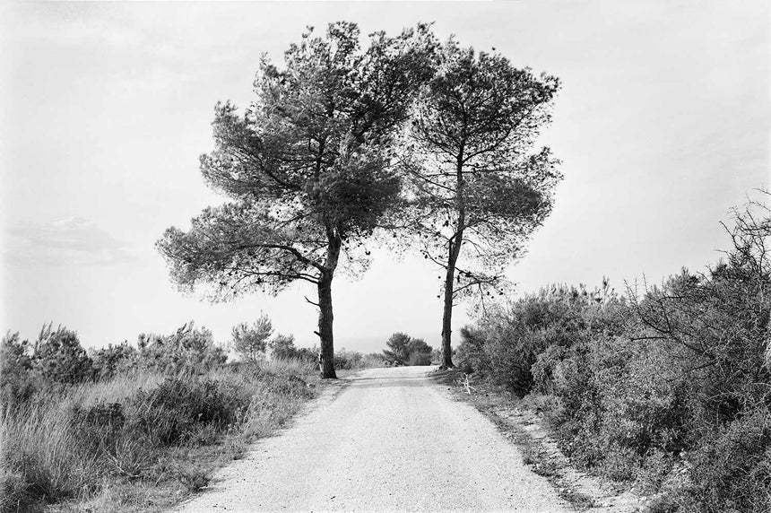 A pair of pine trees