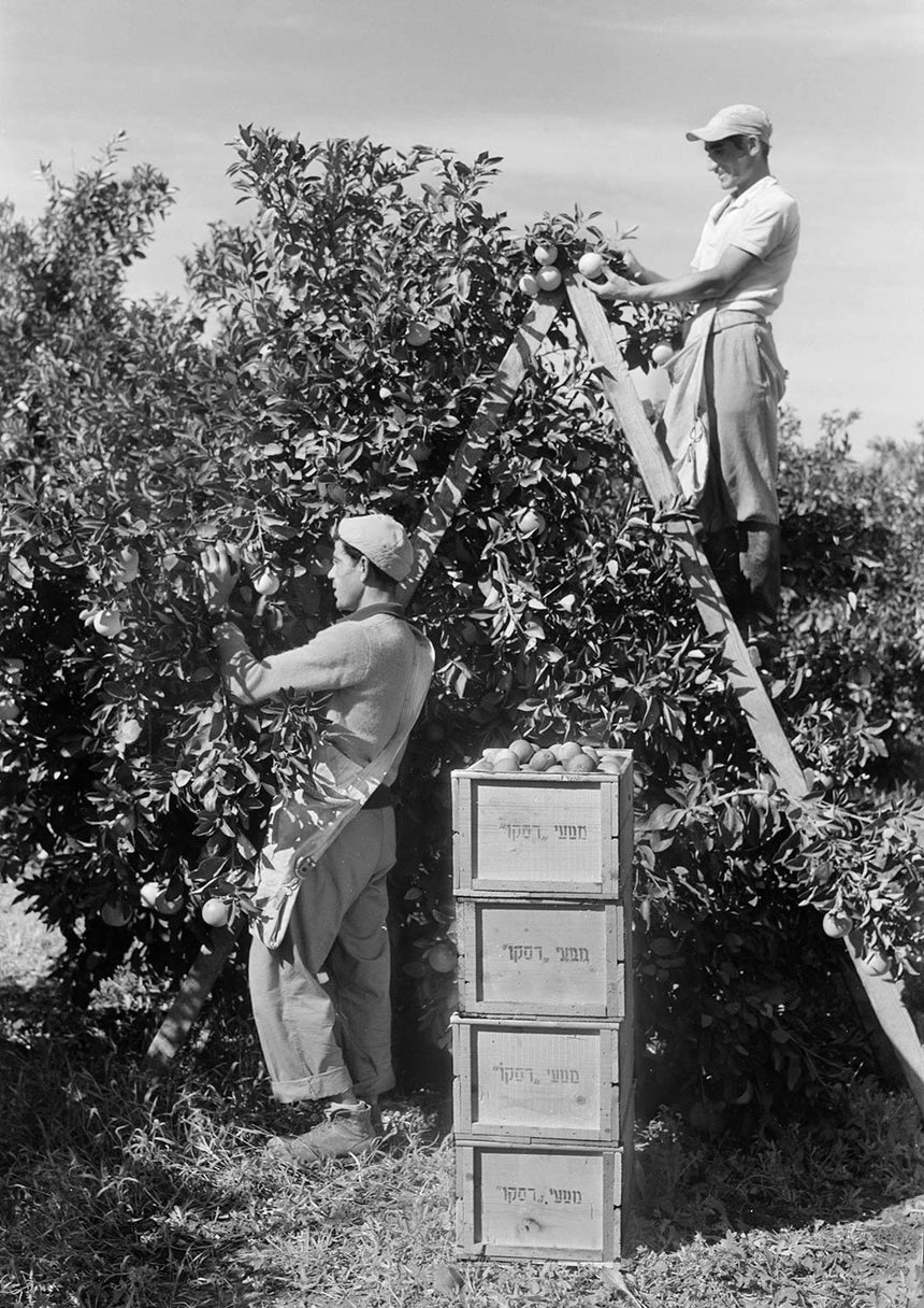 Picking oranges in the Sakya orchard