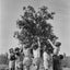 Children Picking Oranges 2