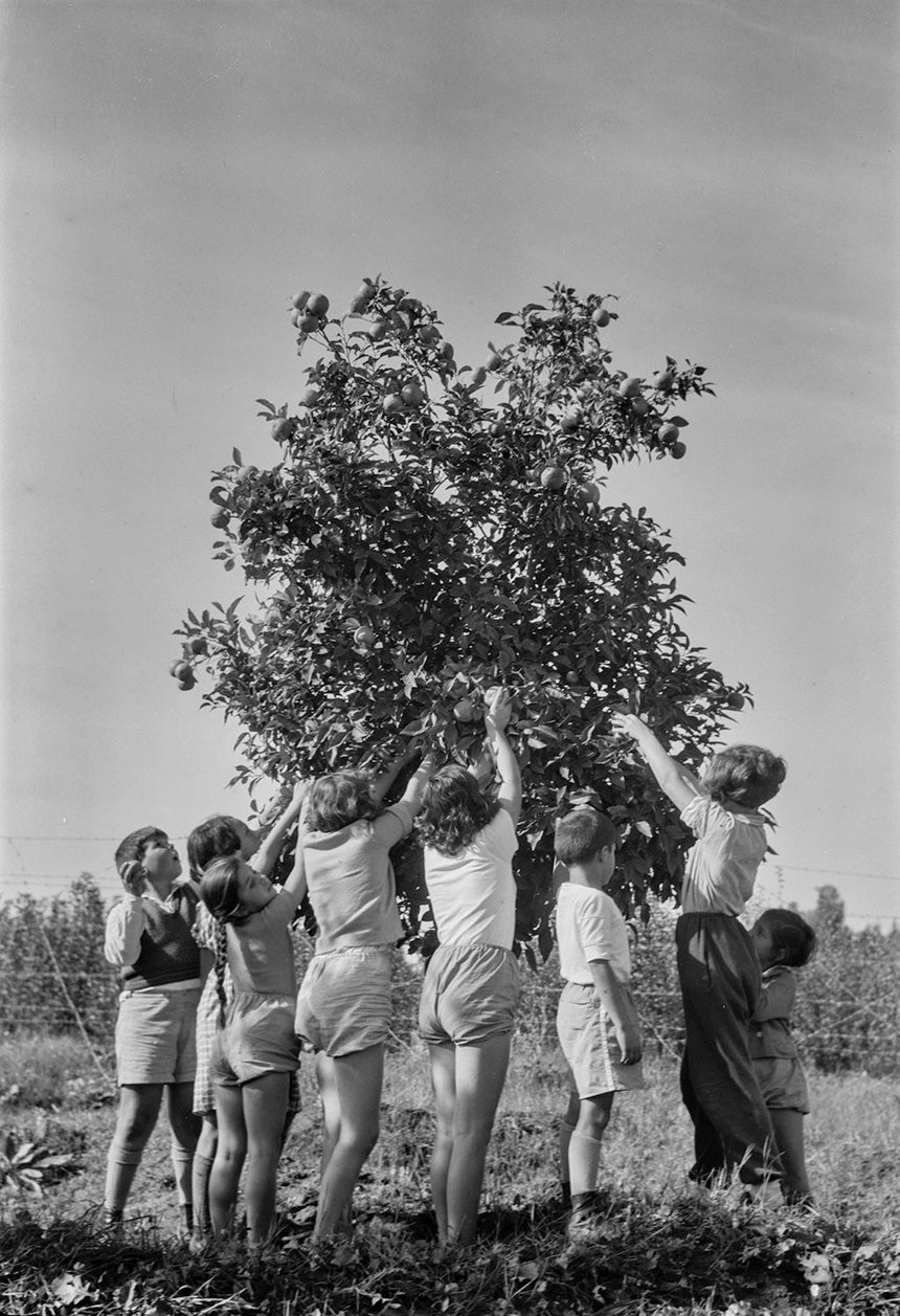 Children Picking Oranges 2