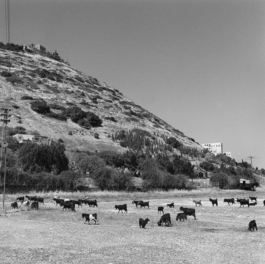 Haifa