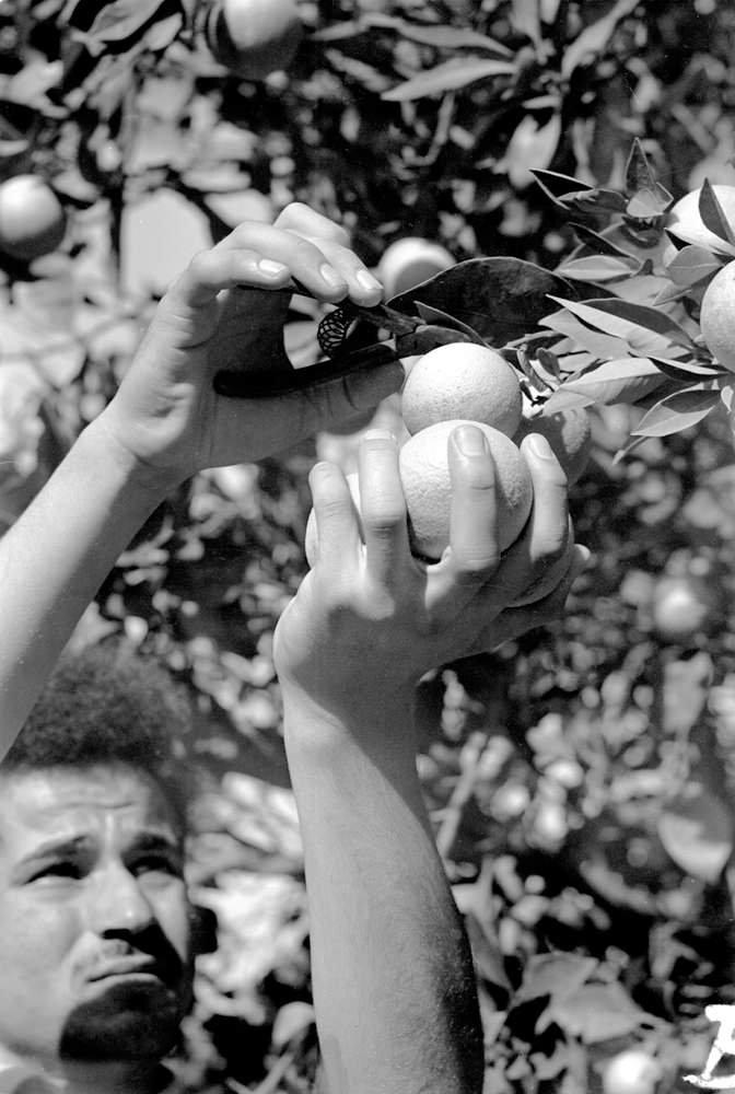 Orange Picking