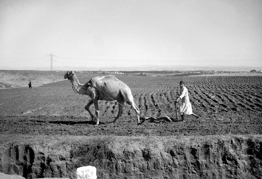 An Arab Tilling Outside of Tel-Aviv