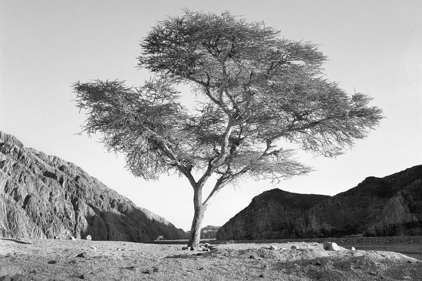 Acacia Tree