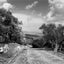 Olive Trees in the Galilee